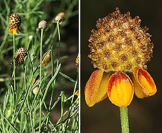 Ratibida tagetes