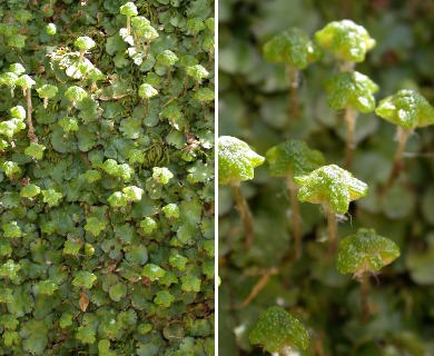 Reboulia hemisphaerica