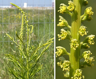 Reseda luteola