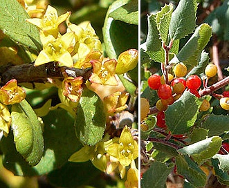 Rhamnus crocea