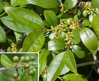 Rhamnus lanceolata