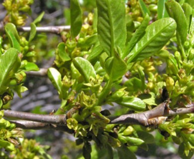 Rhamnus smithii