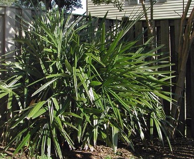 Rhapidophyllum hystrix