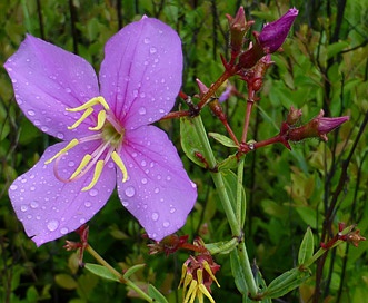 Rhexia alifanus