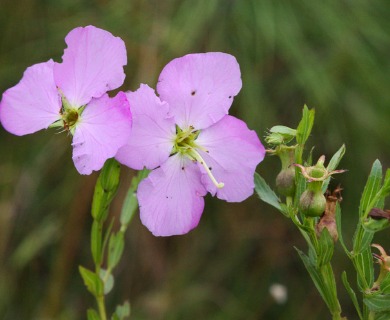 Rhexia aristosa