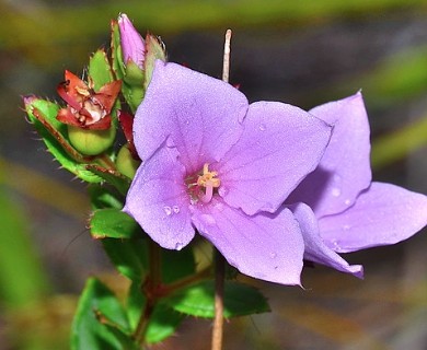 Rhexia nuttallii