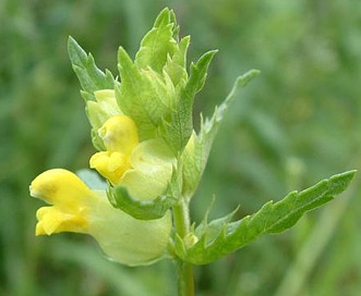 Rhinanthus minor