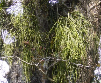 Rhipsalis baccifera