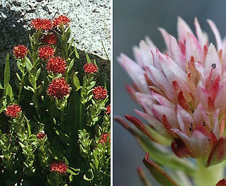 Rhodiola integrifolia