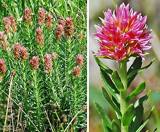 Rhodiola rhodantha