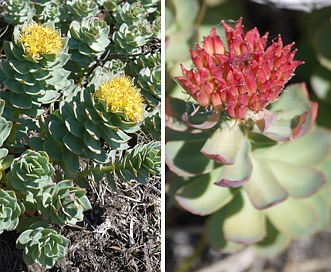 Rhodiola rosea