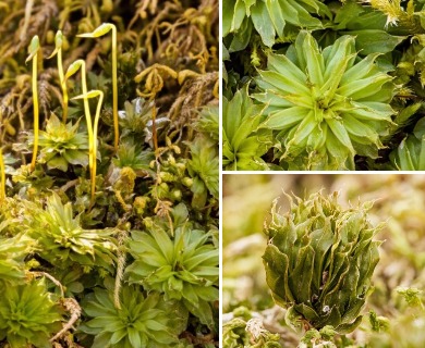 Rhodobryum ontariense