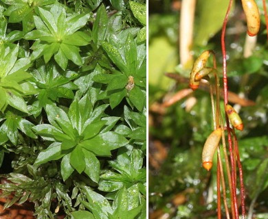 Rhodobryum roseum