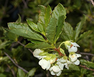 Rhododendron albiflorum