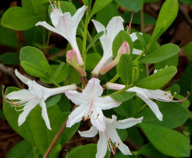 Rhododendron atlanticum