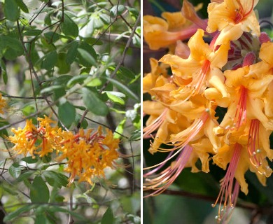 Rhododendron austrinum