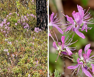 Rhododendron canadense