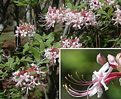 Rhododendron canescens