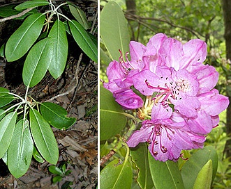 Rhododendron catawbiense