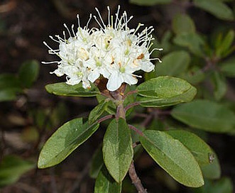 Rhododendron columbianum