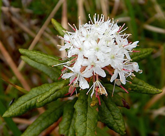 Rhododendron groenlandicum