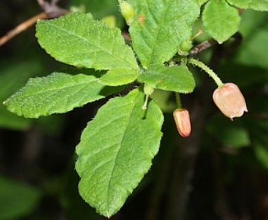 Rhododendron menziesii