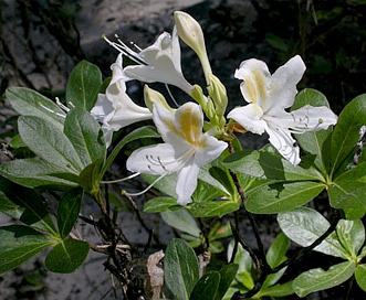 Rhododendron occidentale