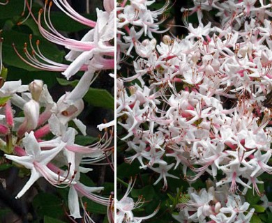 Rhododendron periclymenoides