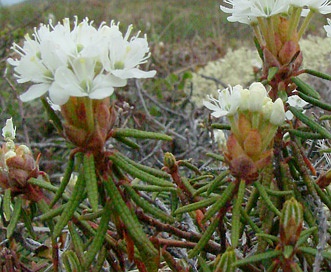 Rhododendron tomentosum