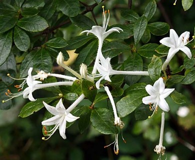 Rhododendron viscosum