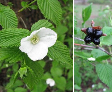 Rhodotypos scandens