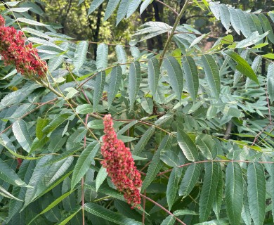 Rhus X pulvinata