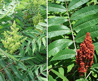 Rhus glabra