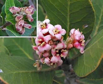 Rhus integrifolia