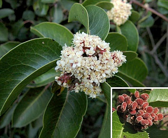 Rhus ovata