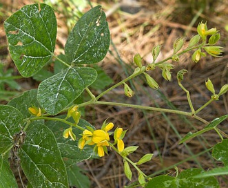 Rhynchosia latifolia