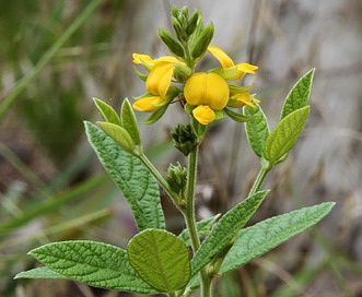 Rhynchosia tomentosa