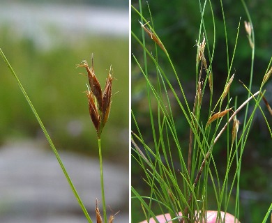 Rhynchospora capillacea