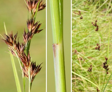 Rhynchospora capitellata