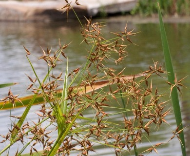 Rhynchospora corniculata