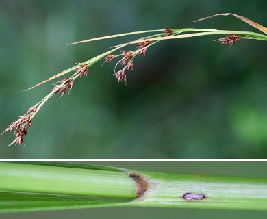 Rhynchospora glomerata