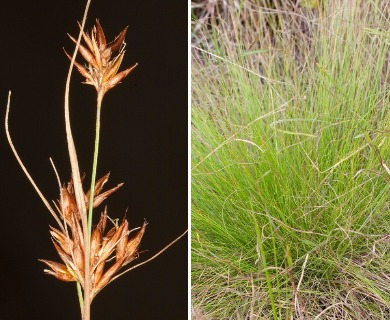 Rhynchospora gracilenta