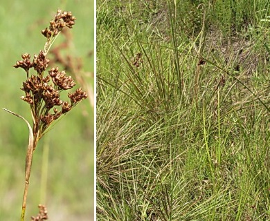 Rhynchospora oligantha