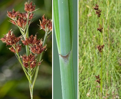 Rhynchospora recognita