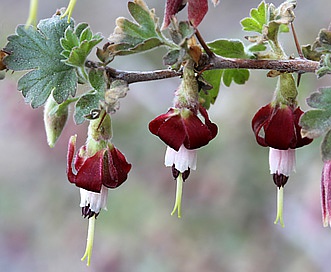 Ribes amarum