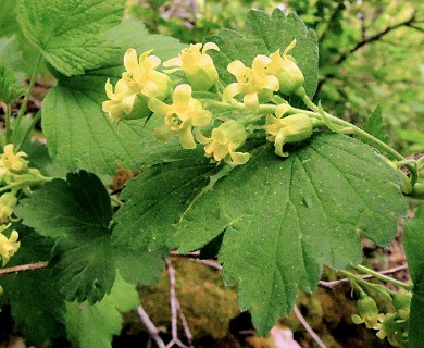 Ribes americanum