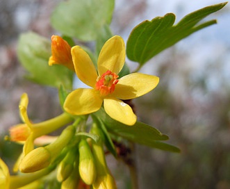 Ribes aureum