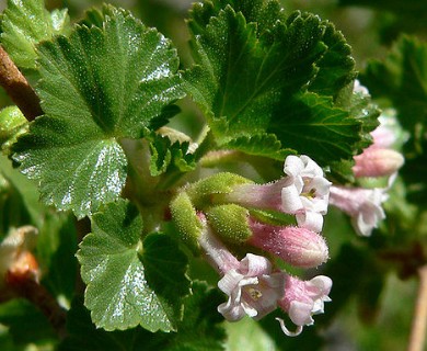 Ribes cereum