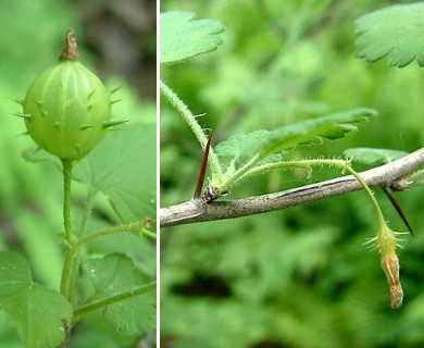 Ribes cynosbati