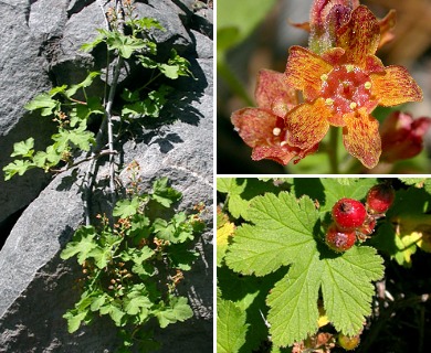 Ribes erythrocarpum